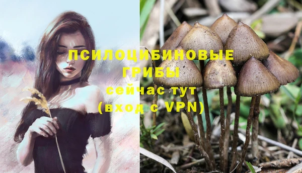 сатива Белокуриха